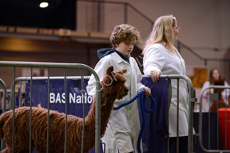 IWM9920 
 Photography of BAS National Show 2023 
 Keywords: Surrey Photographer, Alpacas, Suri, Huacaya, 2023, BAS, British Alpaca Society, Alpaca, Suri, Huacaya, Fleece Judging, Halter Show