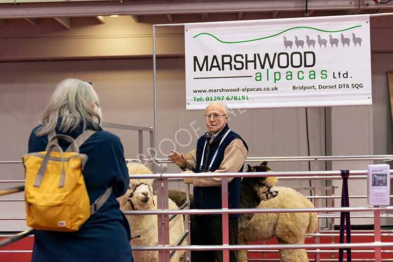 IWM9855 
 Photography of BAS National Show 2023 
 Keywords: Surrey Photographer, Alpacas, Suri, Huacaya, 2023, BAS, British Alpaca Society, Alpaca, Suri, Huacaya, Fleece Judging, Halter Show