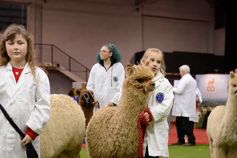 IWM9998 
 Photography of BAS National Show 2023 
 Keywords: Surrey Photographer, Alpacas, Suri, Huacaya, 2023, BAS, British Alpaca Society, Alpaca, Suri, Huacaya, Fleece Judging, Halter Show