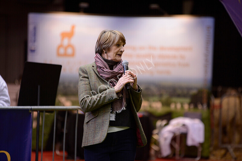 IWM9870 
 Photography of BAS National Show 2023 
 Keywords: Surrey Photographer, Alpacas, Suri, Huacaya, 2023, BAS, British Alpaca Society, Alpaca, Suri, Huacaya, Fleece Judging, Halter Show