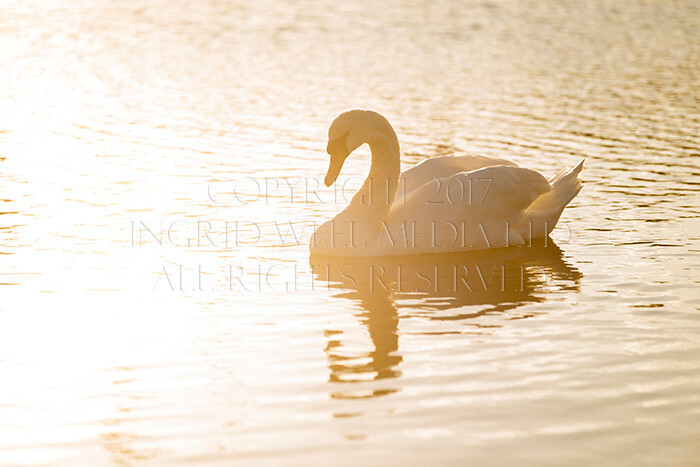 IWM9095 
 NEW FOREST 
 Keywords: INGRID WEEL MEDIA LTD, CORPORATE PHOTOGRAPHY SURREY, BUSINES PHOTOGRAPHY, WEDDING PHOTOGRAPHY, FINE ART PHOTOGRAPHY, FAMILY PHOTOGRAPHY, SOCIAL, BRITISH WILDLIFE, FALLOW DEER, DONKEY, SWAN, HATCHET POND