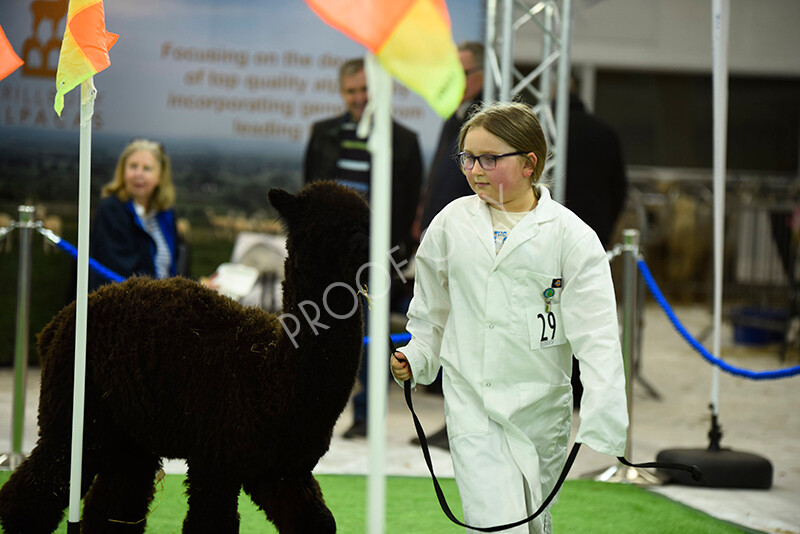 IWP3957 
 HOEAG Spring Fiesta 2024 
 Keywords: Heart of England Alpaca Group, Spring Fiesta 2024, Alpaca Show, Fleece Show Alpaca, Suri, Huacaya