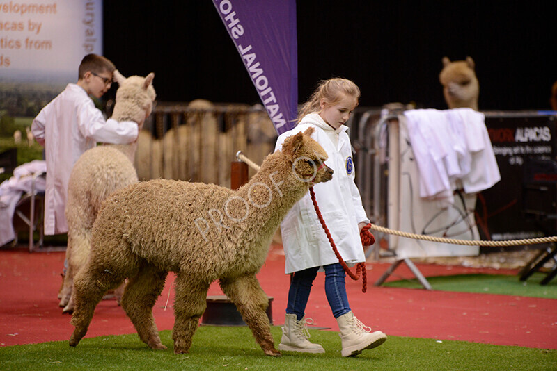 IWM9884 
 Photography of BAS National Show 2023 
 Keywords: Surrey Photographer, Alpacas, Suri, Huacaya, 2023, BAS, British Alpaca Society, Alpaca, Suri, Huacaya, Fleece Judging, Halter Show