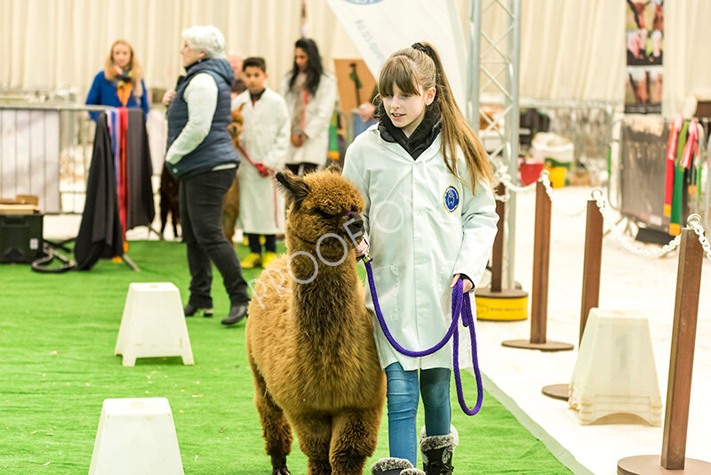 IWP7605 
 HoEAG Spring Fiesta 2022 
 Keywords: Surrey Photographer, Alpacas, Suri, Huacaya, HoEAG, Spring Fiesta, 2022, Heart of England Alpaca Group