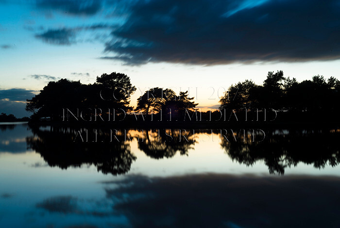 IWM9315 
 NEW FOREST 
 Keywords: INGRID WEEL MEDIA LTD, CORPORATE PHOTOGRAPHY SURREY, BUSINES PHOTOGRAPHY, WEDDING PHOTOGRAPHY, FINE ART PHOTOGRAPHY, FAMILY PHOTOGRAPHY, SOCIAL, BRITISH WILDLIFE, FALLOW DEER, DONKEY, SWAN, HATCHET POND