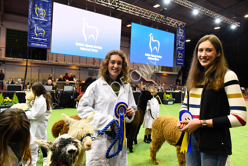 IWM5739 
 BAS National Show 2022 
 Keywords: Surrey Photographer, Alpacas, Suri, Huacaya, BAS National Show 2022, BAS' British Alpaca Society