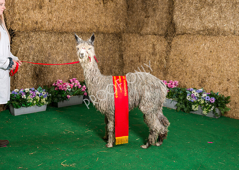 IWM7424 
 HoEAG Spring Fiesta 2022 
 Keywords: Surrey Photographer, Alpacas, Suri, Huacaya, HoEAG, Spring Fiesta, 2022, Heart of England Alpaca Group