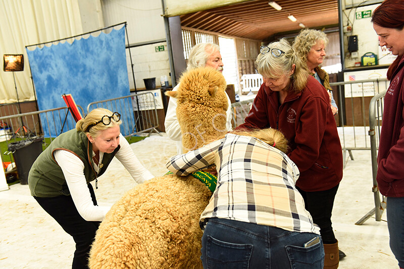 IWP4113 
 HOEAG Spring Fiesta 2024 
 Keywords: Heart of England Alpaca Group, Spring Fiesta 2024, Alpaca Show, Fleece Show Alpaca, Suri, Huacaya