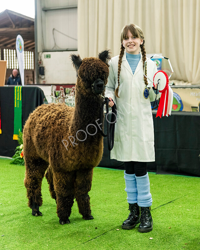 IWP2567 
 HoEAG Spring Fiesta 2023 
 Keywords: Surrey Photographer, Alpacas, Suri, Huacaya, HoEAG, Spring Fiesta, 2023, Heart of England Alpaca Group