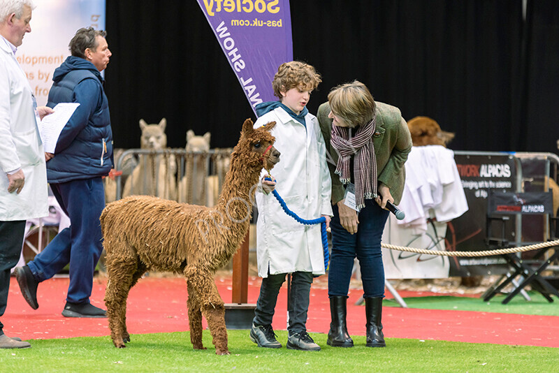 IWM9908 
 Photography of BAS National Show 2023 
 Keywords: Surrey Photographer, Alpacas, Suri, Huacaya, 2023, BAS, British Alpaca Society, Alpaca, Suri, Huacaya, Fleece Judging, Halter Show