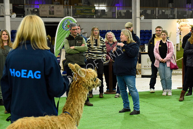 IWP1600 
 HoEAG Spring Fiesta 2023 
 Keywords: Surrey Photographer, Alpacas, Suri, Huacaya, HoEAG, Spring Fiesta, 2023, Heart of England Alpaca Group