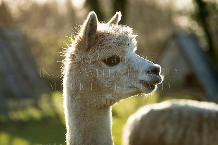 IWM0166 
 ALPACAS 
 Keywords: INGRID WEEL MEDIA LTD, ALPACAS, HUACAYA, SURI, BACKYARD ALPACA COMPANY, NORFOLK