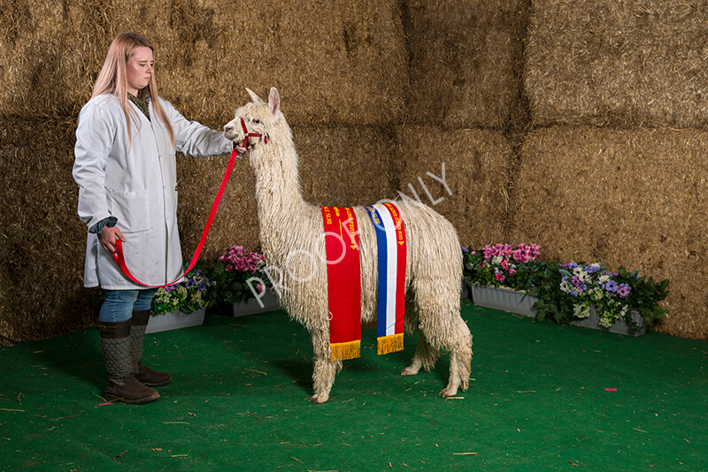 IWM7465 
 HoEAG Spring Fiesta 2022 
 Keywords: Surrey Photographer, Alpacas, Suri, Huacaya, HoEAG, Spring Fiesta, 2022, Heart of England Alpaca Group