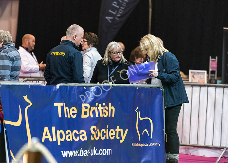 IWM4585 
 BAS National Show 2022 
 Keywords: Surrey Photographer, Alpacas, Suri, Huacaya, BAS National Show 2022, BAS' British Alpaca Society