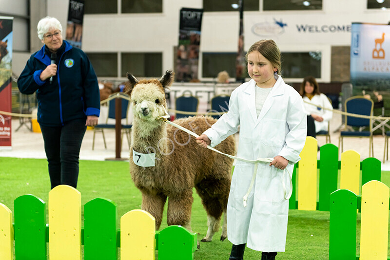 IWP2530 
 HoEAG Spring Fiesta 2023 
 Keywords: Surrey Photographer, Alpacas, Suri, Huacaya, HoEAG, Spring Fiesta, 2023, Heart of England Alpaca Group