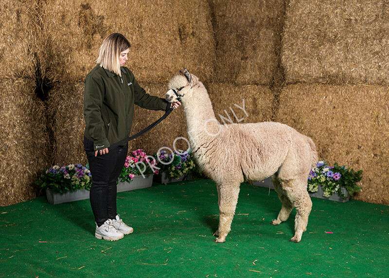 IWM7480 
 HoEAG Spring Fiesta 2022 
 Keywords: Surrey Photographer, Alpacas, Suri, Huacaya, HoEAG, Spring Fiesta, 2022, Heart of England Alpaca Group