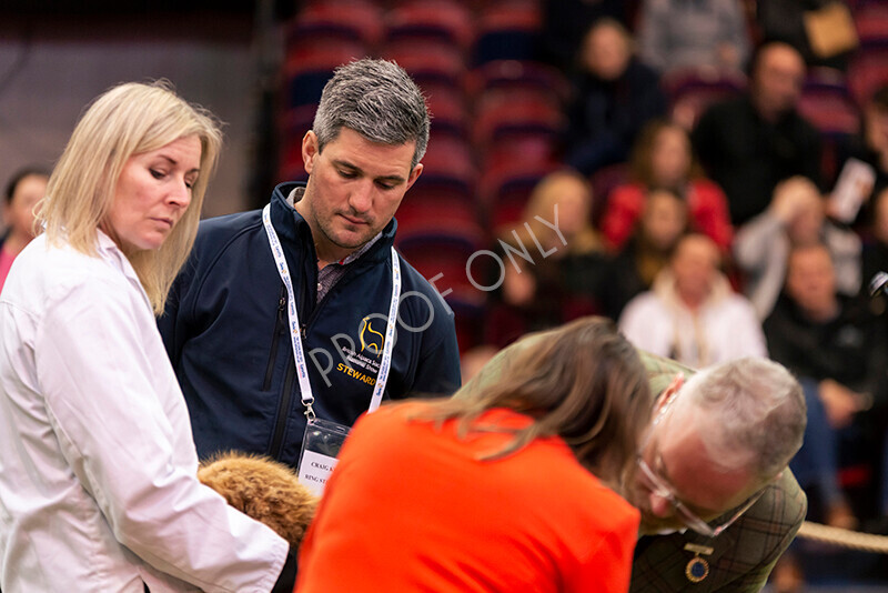 IWM8950 
 Photography of BAS National Show 2023 
 Keywords: Surrey Photographer, Alpacas, Suri, Huacaya, 2023, BAS, British Alpaca Society, Alpaca, Suri, Huacaya, Fleece Judging, Halter Show