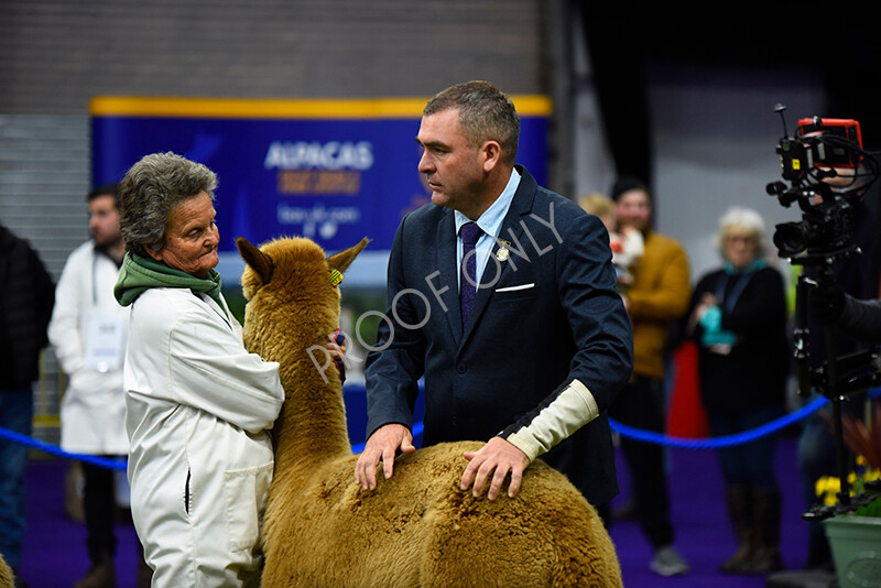 IWP0959 
 BAS National Show 2024 
 Keywords: British Alpaca Society, National Show, 2024, Champion of Champions Fleece Show, Alpaca, Suri, Huacaya