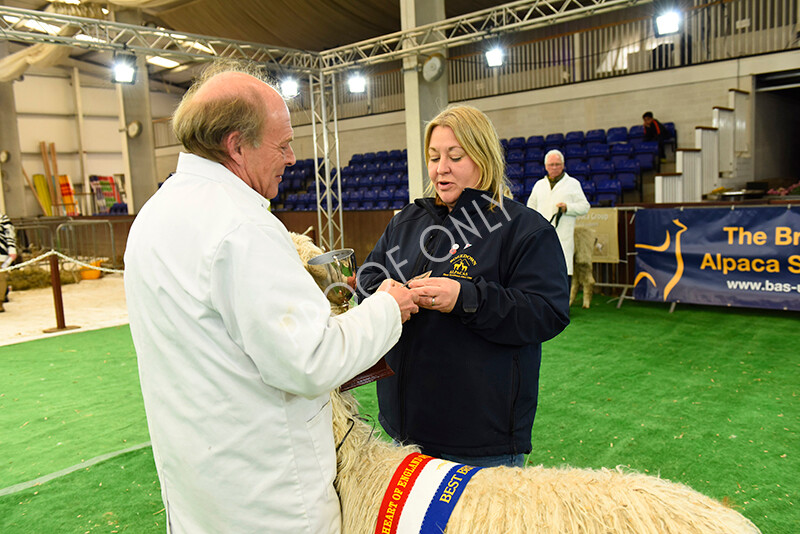 IWP8371 
 HoEAG Spring Fiesta 2022 
 Keywords: Surrey Photographer, Alpacas, Suri, Huacaya, HoEAG, Spring Fiesta, 2022, Heart of England Alpaca Group