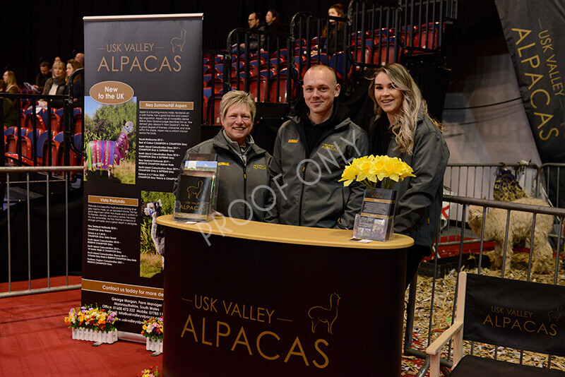 IWM9693 
 Photography of BAS National Show 2023 
 Keywords: Surrey Photographer, Alpacas, Suri, Huacaya, 2023, BAS, British Alpaca Society, Alpaca, Suri, Huacaya, Fleece Judging, Halter Show