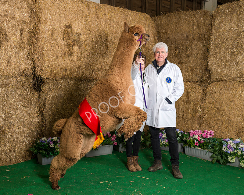 IWM7278 
 HoEAG Spring Fiesta 2022 
 Keywords: Surrey Photographer, Alpacas, Suri, Huacaya, HoEAG, Spring Fiesta, 2022, Heart of England Alpaca Group