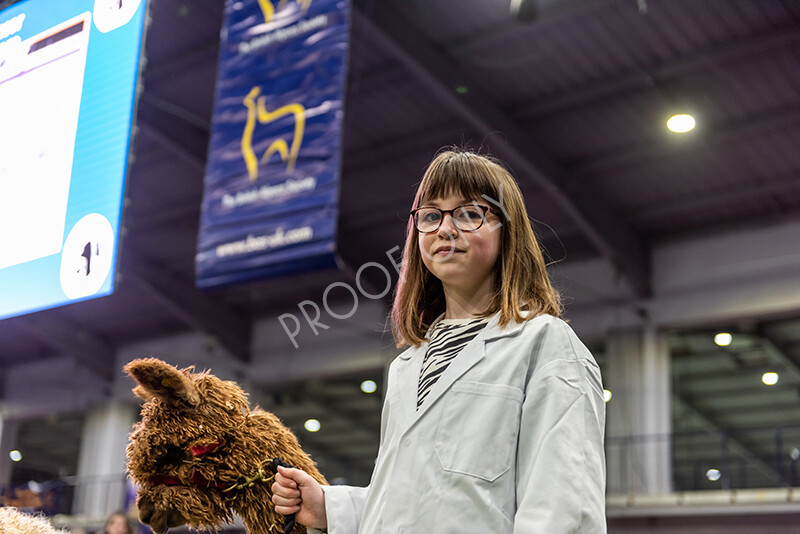 IWP0767 
 BAS National Show 2024 
 Keywords: British Alpaca Society, National Show, 2024, Champion of Champions Fleece Show, Alpaca, Suri, Huacaya