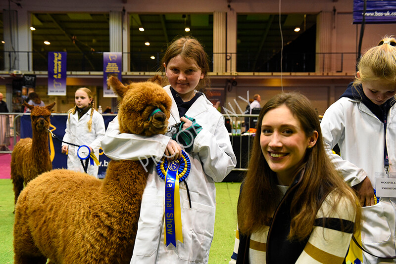 IWM5765 
 BAS National Show 2022 
 Keywords: Surrey Photographer, Alpacas, Suri, Huacaya, BAS National Show 2022, BAS' British Alpaca Society