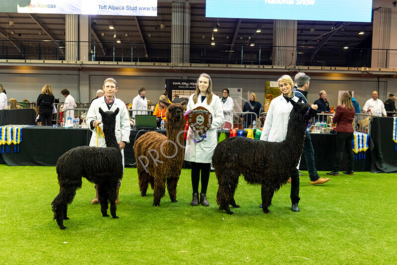 IWM9747 
 Photography of BAS National Show 2023 
 Keywords: Surrey Photographer, Alpacas, Suri, Huacaya, 2023, BAS, British Alpaca Society, Alpaca, Suri, Huacaya, Fleece Judging, Halter Show