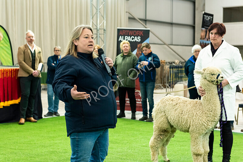 IWP1588 
 HoEAG Spring Fiesta 2023 
 Keywords: Surrey Photographer, Alpacas, Suri, Huacaya, HoEAG, Spring Fiesta, 2023, Heart of England Alpaca Group