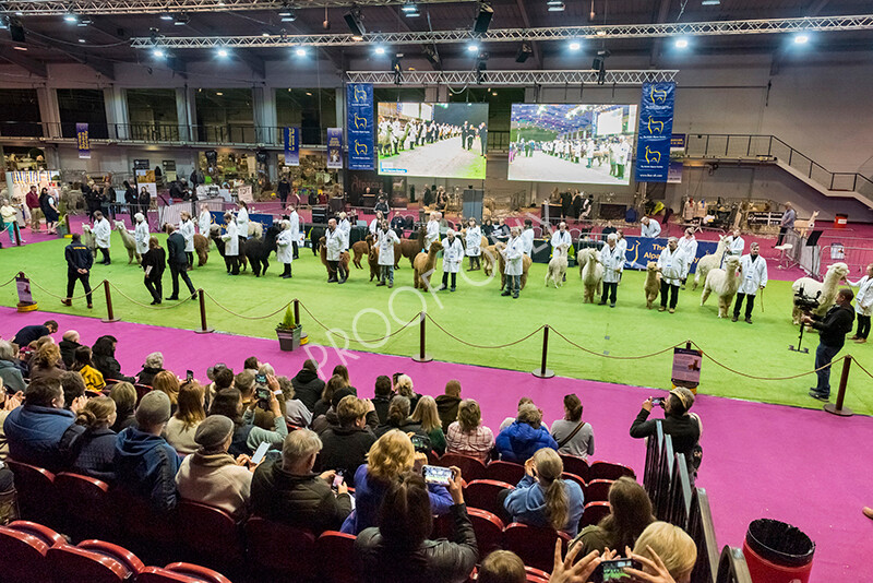 IWM5967 
 BAS National Show 2022 
 Keywords: Surrey Photographer, Alpacas, Suri, Huacaya, BAS National Show 2022, BAS' British Alpaca Society