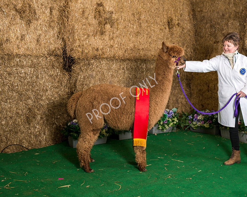 IWM7273 
 HoEAG Spring Fiesta 2022 
 Keywords: Surrey Photographer, Alpacas, Suri, Huacaya, HoEAG, Spring Fiesta, 2022, Heart of England Alpaca Group