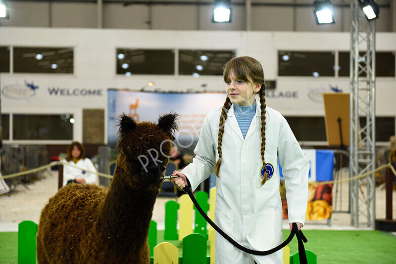 IWP2545 
 HoEAG Spring Fiesta 2023 
 Keywords: Surrey Photographer, Alpacas, Suri, Huacaya, HoEAG, Spring Fiesta, 2023, Heart of England Alpaca Group