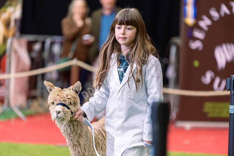 IWM9897 
 Photography of BAS National Show 2023 
 Keywords: Surrey Photographer, Alpacas, Suri, Huacaya, 2023, BAS, British Alpaca Society, Alpaca, Suri, Huacaya, Fleece Judging, Halter Show