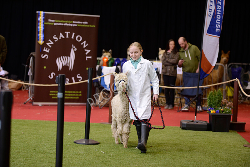 IWM9900 
 Photography of BAS National Show 2023 
 Keywords: Surrey Photographer, Alpacas, Suri, Huacaya, 2023, BAS, British Alpaca Society, Alpaca, Suri, Huacaya, Fleece Judging, Halter Show