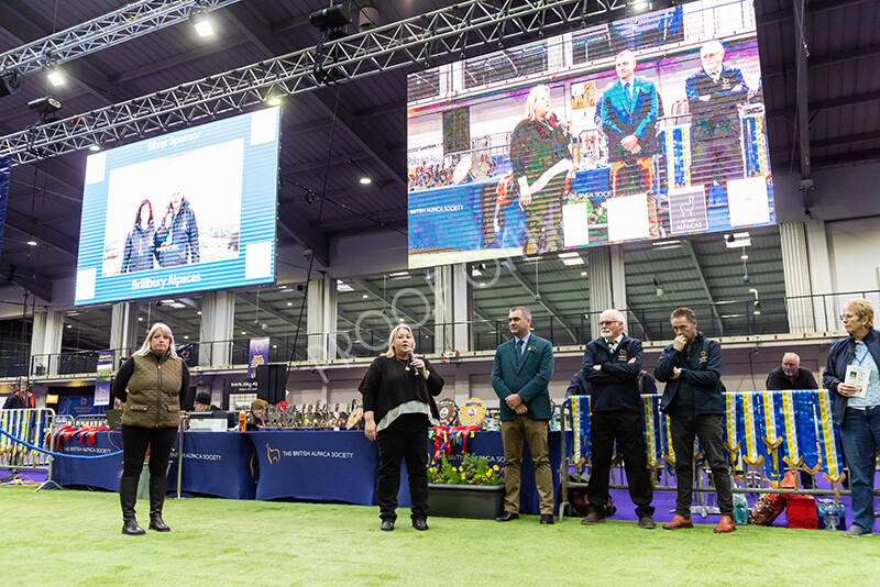 IWP9807 
 BAS National Show 2024 
 Keywords: British Alpaca Society, National Show, 2024, Champion of Champions Fleece Show, Alpaca, Suri, Huacaya