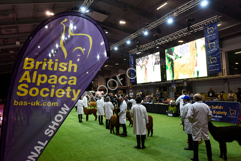 IWM4727 
 BAS National Show 2022 
 Keywords: Surrey Photographer, Alpacas, Suri, Huacaya, BAS National Show 2022, BAS' British Alpaca Society