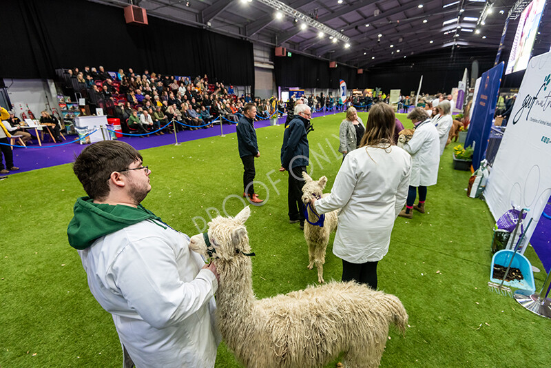 IWP1594 
 BAS National Show 2024 
 Keywords: British Alpaca Society, National Show, 2024, Champion of Champions Fleece Show, Alpaca, Suri, Huacaya