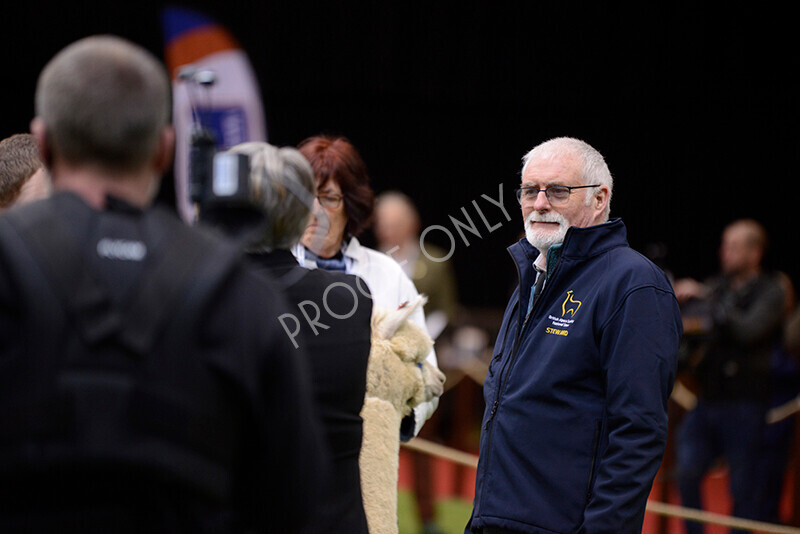 IWM8588 
 Photography of BAS National Show 2023 
 Keywords: Surrey Photographer, Alpacas, Suri, Huacaya, 2023, BAS, British Alpaca Society, Alpaca, Suri, Huacaya, Fleece Judging, Halter Show