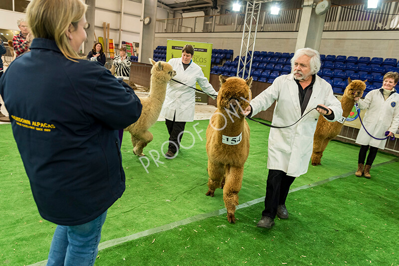 IWP8476 
 HoEAG Spring Fiesta 2022 
 Keywords: Surrey Photographer, Alpacas, Suri, Huacaya, HoEAG, Spring Fiesta, 2022, Heart of England Alpaca Group