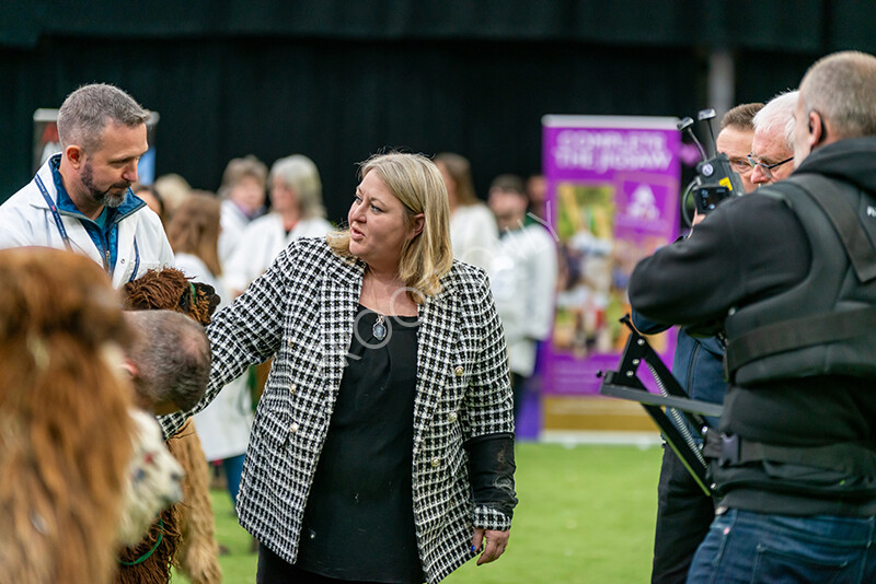 IWM5869 
 BAS National Show 2024 
 Keywords: British Alpaca Society, National Show, 2024, Champion of Champions Fleece Show, Alpaca, Suri, Huacaya