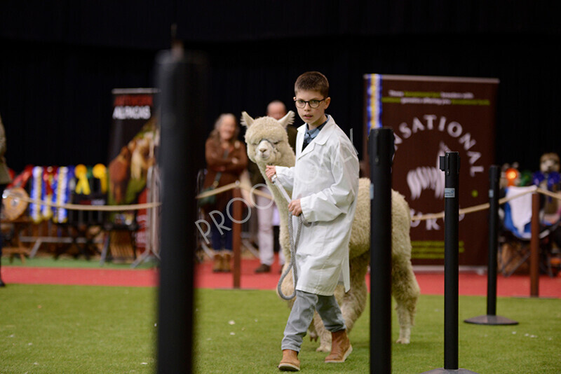 IWM9877 
 Photography of BAS National Show 2023 
 Keywords: Surrey Photographer, Alpacas, Suri, Huacaya, 2023, BAS, British Alpaca Society, Alpaca, Suri, Huacaya, Fleece Judging, Halter Show