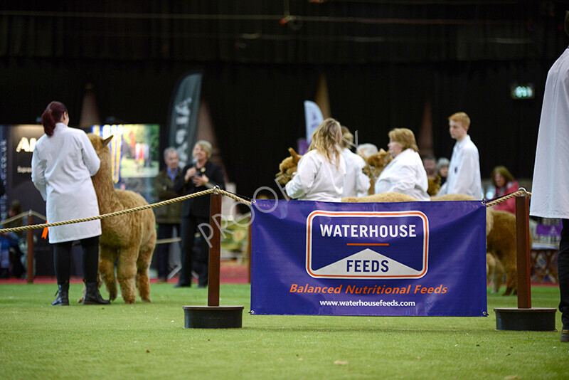 IWM9083 
 Photography of BAS National Show 2023 
 Keywords: Surrey Photographer, Alpacas, Suri, Huacaya, 2023, BAS, British Alpaca Society, Alpaca, Suri, Huacaya, Fleece Judging, Halter Show