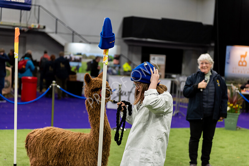 IWP0825 
 BAS National Show 2024 
 Keywords: British Alpaca Society, National Show, 2024, Champion of Champions Fleece Show, Alpaca, Suri, Huacaya