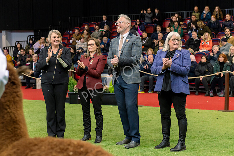 IWM0216 
 Photography of BAS National Show 2023 
 Keywords: Surrey Photographer, Alpacas, Suri, Huacaya, 2023, BAS, British Alpaca Society, Alpaca, Suri, Huacaya, Fleece Judging, Halter Show