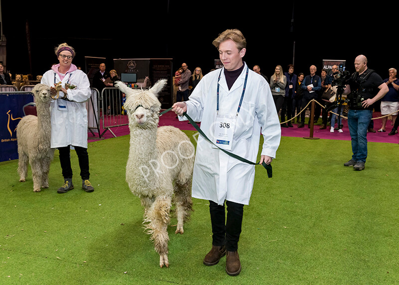 IWM6052 
 BAS National Show 2022 
 Keywords: Surrey Photographer, Alpacas, Suri, Huacaya, BAS National Show 2022, BAS' British Alpaca Society