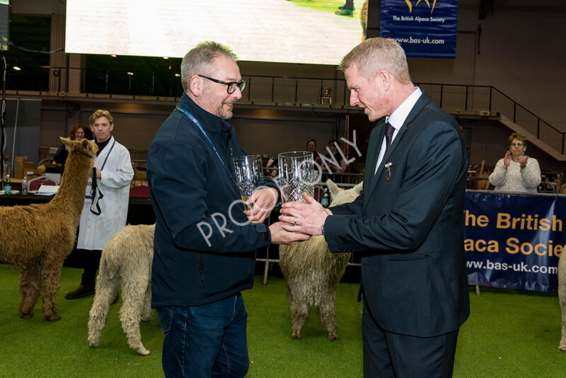 IWM6079 
 BAS National Show 2022 
 Keywords: Surrey Photographer, Alpacas, Suri, Huacaya, BAS National Show 2022, BAS' British Alpaca Society