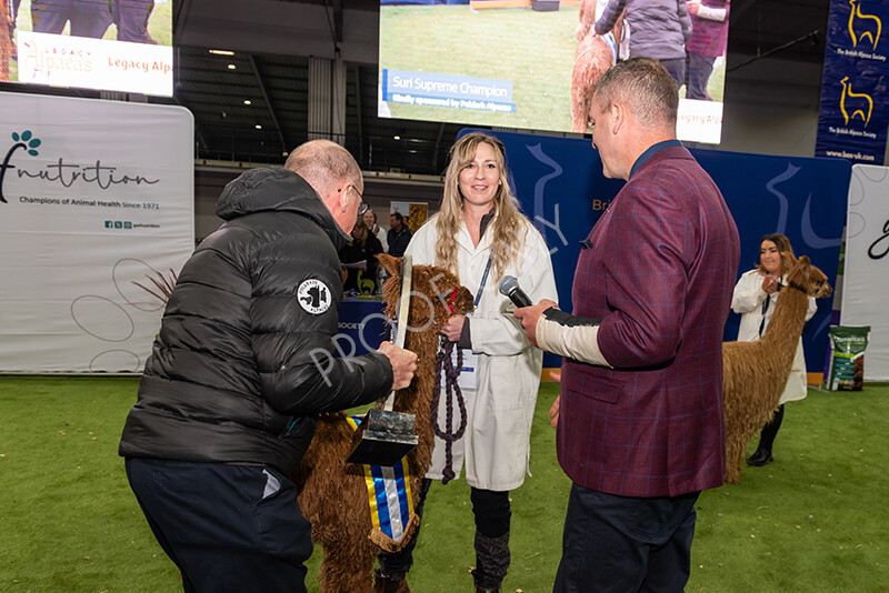 IWP1654 
 BAS National Show 2024 
 Keywords: British Alpaca Society, National Show, 2024, Champion of Champions Fleece Show, Alpaca, Suri, Huacaya