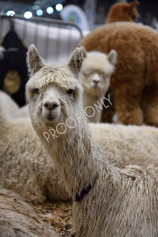 IWP7297 
 HoEAG Spring Fiesta 2022 
 Keywords: Surrey Photographer, Alpacas, Suri, Huacaya, HoEAG, Spring Fiesta, 2022, Heart of England Alpaca Group