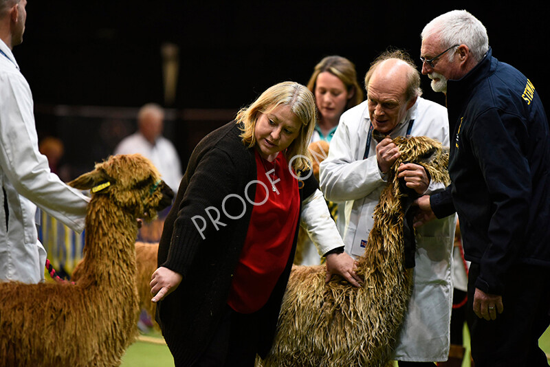 IWM4640 
 BAS National Show 2022 
 Keywords: Surrey Photographer, Alpacas, Suri, Huacaya, BAS National Show 2022, BAS' British Alpaca Society