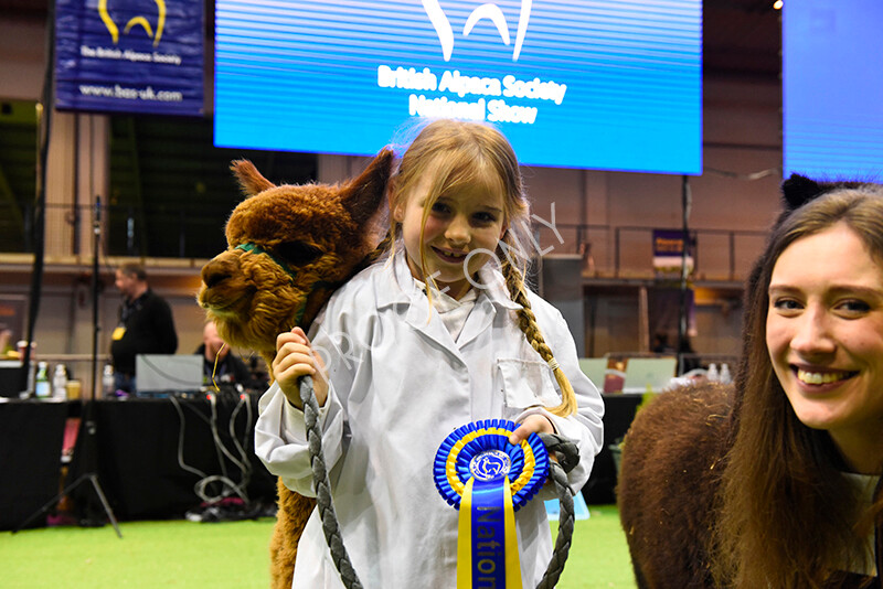 IWM5751 
 BAS National Show 2022 
 Keywords: Surrey Photographer, Alpacas, Suri, Huacaya, BAS National Show 2022, BAS' British Alpaca Society